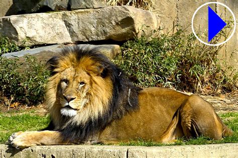 national zoo webcam|Live Streaming Webcam 